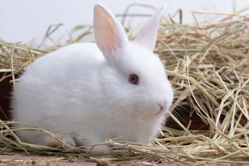 Little white rabbit sitting on straw nest with congrete background. It's small mammals in the family Leporidae of the order Lagomorpha. Animal studio portrait.