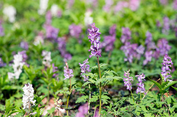 Corydalis cava early spring wild forest flowers in bloom, white violet purple flowering beautiful small plants