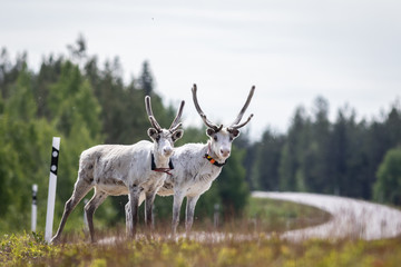 Reindeer at the street
