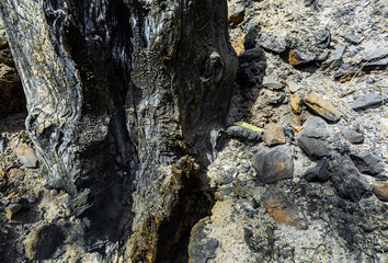 Tree trunk burned after the fire in the foreground, with ashes on the ground and stones burned