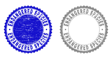 Grunge ENDANGERED SPECIES stamp seals isolated on a white background. Rosette seals with distress texture in blue and gray colors.