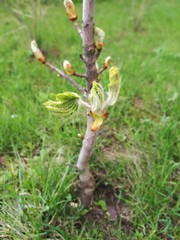 Close-up of blooming leaves on a tree branch