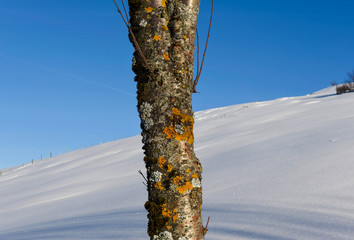 Obraz premium colorful tree with snow, blue sky background