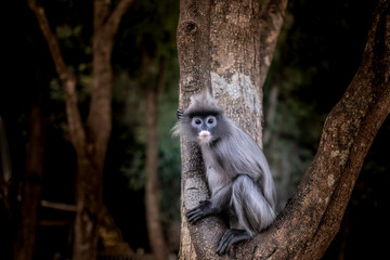 Colobinae also gray Langur long tailed monkey on the tree