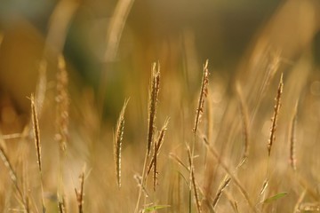 Fototapeta premium Silhouette sunset with wild grass flower blossom in a field and golden light at lately evening 