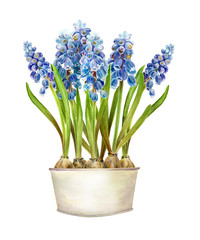 Muscari, watercolor illustration.