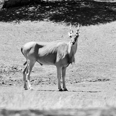 Eland Bull