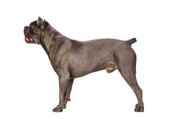 Cane Corso dog on white background