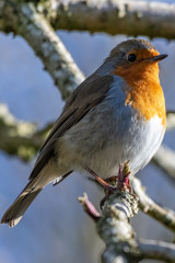 European robin (Erithacus rubecula)