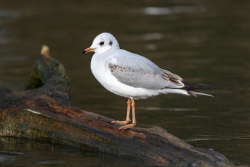 Black-headed gull (Chroicocephalus ridibundus)