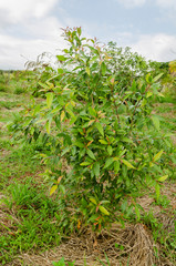 Small Jamun Tree