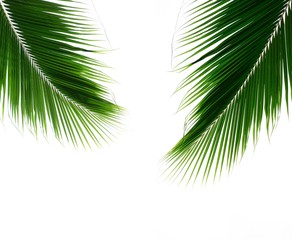 twins palm leaves isolated on white