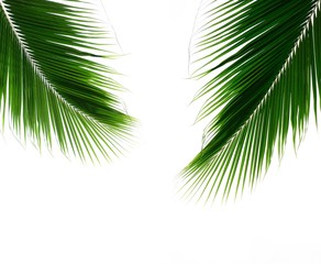 Naklejka premium twins palm leaves isolated on white