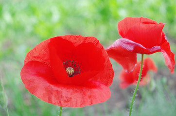 Scarlet poppies in the field