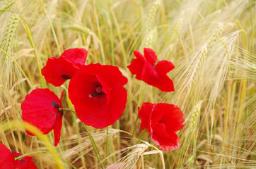 Obraz premium Scarlet poppies in the field