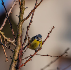 Young small yellow chickadee bird on apricot tree in winter cold sunny day
