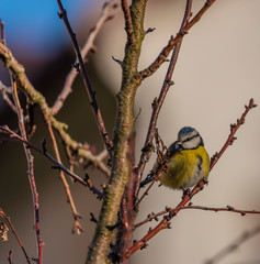 Young small yellow chickadee bird on apricot tree in winter cold sunny day