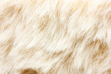 Light Fur Wool Texture Background