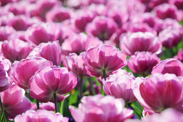 Pink tulip field