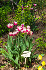 Tulips of the Alexander Pushkin   species.