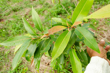 Branch Of Malabar Plum Tree