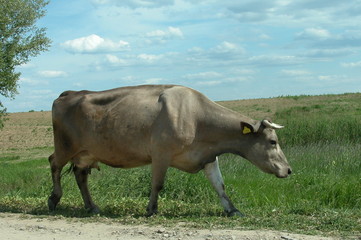 Krowa © M. G. Koperkiewicz