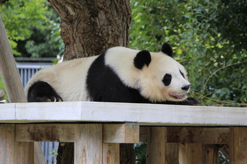 パンダ