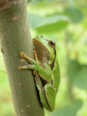 Rzekotka © M. G. Koperkiewicz