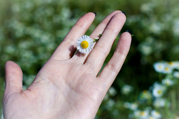 Сhamomile flower in garden. Summer floral landscape. Macro. Top view. Bokeh background