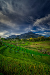 Rice Field