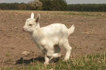 Koza © M. G. Koperkiewicz