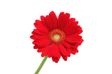 赤色のガーベラ