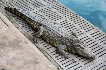 Crocodile sunbathing in the zoo.Freshwater crocodiles are lying at the edge of the pond.