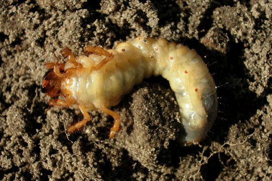 Pedrak