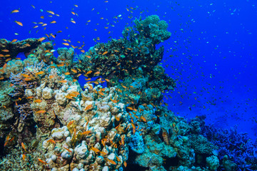 Naklejka na ściany i meble tiny fish - Coral reef at the Red Sea, Egypt