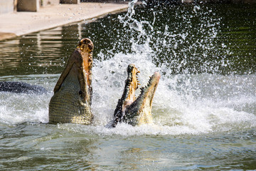 Fototapeta na wymiar Two crocodiles are fighting in the water. Fighting in the water of amphibians. Animal power showdown. The battle of animals to fight the field.