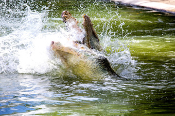 Two crocodiles are fighting in the water. Fighting in the water of amphibians. Animal power showdown. The battle of animals to fight the field.