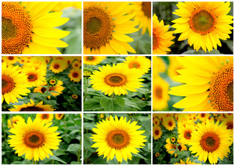 Sequence of beautiful sunflowers