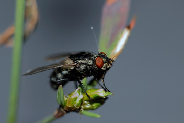 fly on leaf