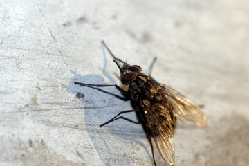 fly on leaf