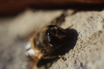 fly on flower