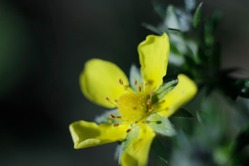 yellow and yellow flower