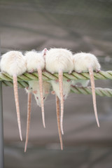 なかよしネズミ