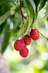 Lychee trees are fruiting Waiting for the harvest.