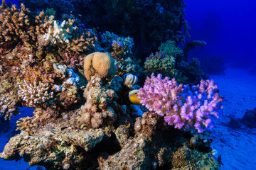 Coral reef at the Red Sea, Egypt
