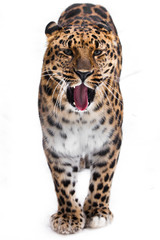 Amur leopard stands full face isolated on white background, The beast is yawning