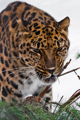 Fototapeta na wymiar Muzzle of Amur leopard close-up with branches on a white snowy background, Brutal muzzle of a big cat.