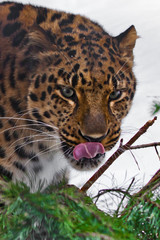 Muzzle of Amur leopard close-up with branches on a white snowy background, Brutal muzzle of a big cat.