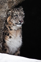 phlegmatic and thoughtful snow leopard in a winter cave?somewhat dreamy expression of the muzzle.