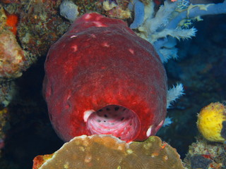 The amazing and mysterious underwater world of Indonesia, North Sulawesi, Bunaken Island, demosponge